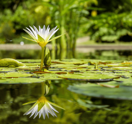 Choose plants from each of the 5 Pond Zones to create a well balanced selection.