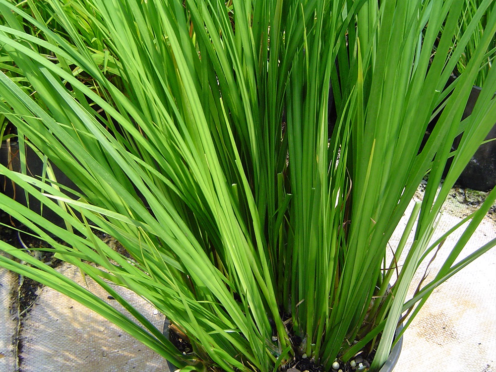 Acorus gramineus