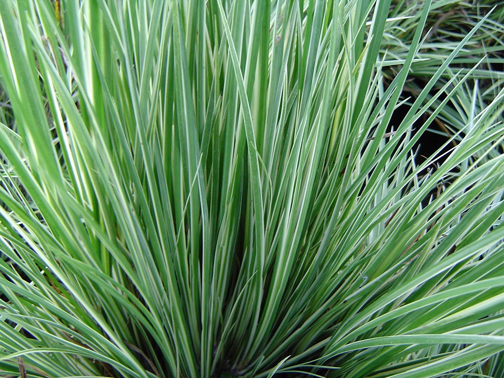 Acorus gramineus Variegatu