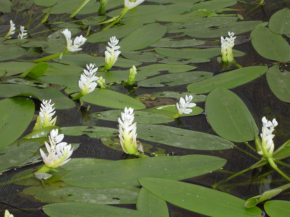 Aponogeton distachyos