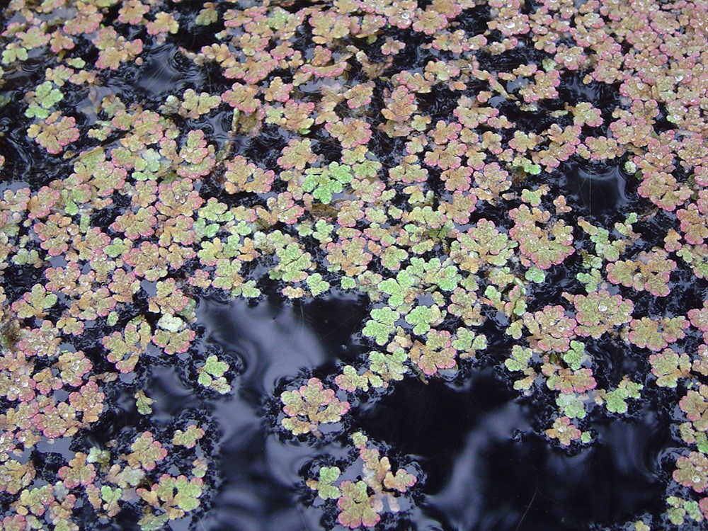 Azolla filiculoides - Red Water Fern