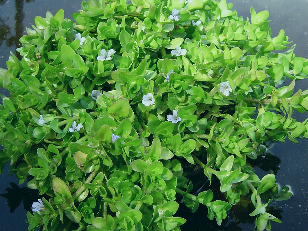 Bacopa caroliniana