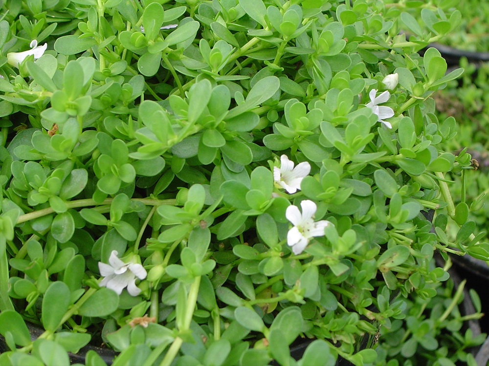 Bacopa monniera