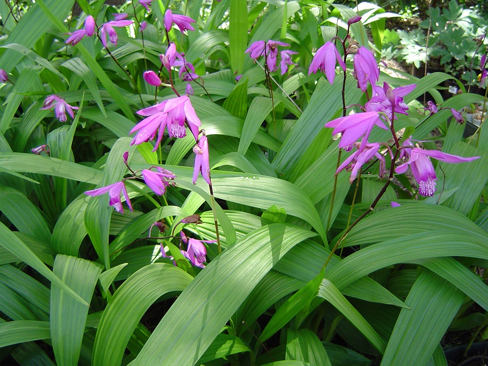 Bletilla striata