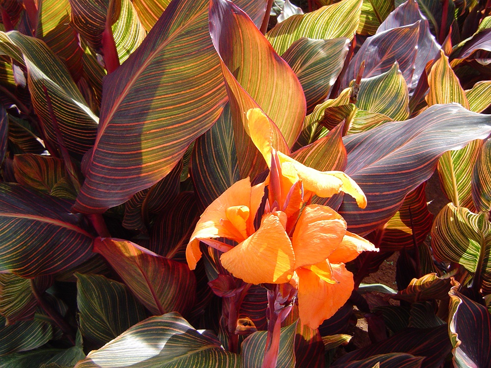 Canna Tropicanna flower