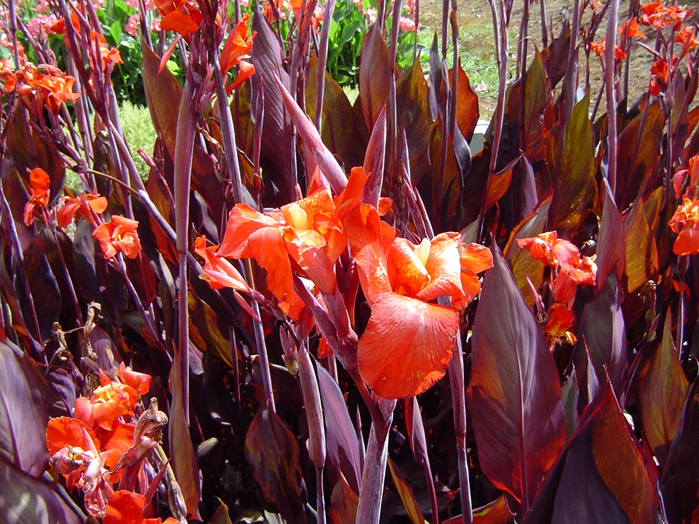 Canna X generalis America