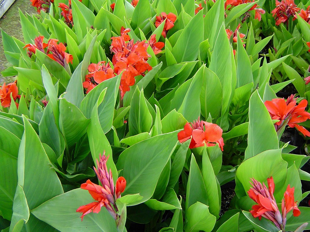 Canna X generalis Dr Eisler