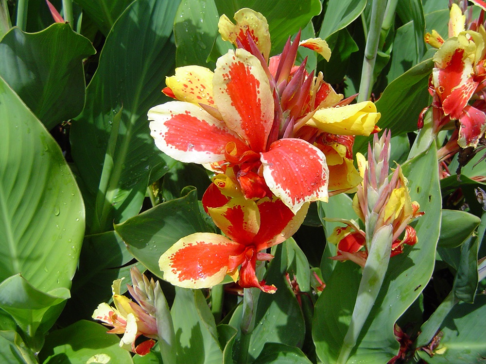 Canna generalis S. Lochner