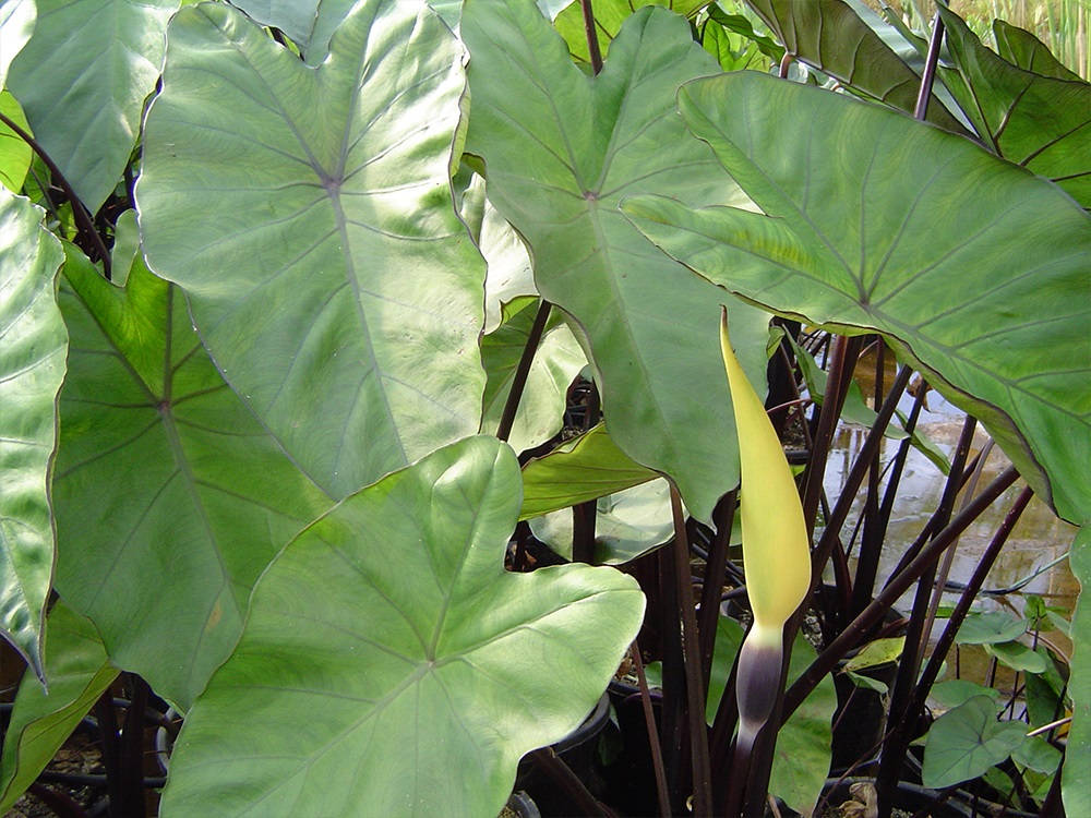 Colocasia esculenta Amazon Queen