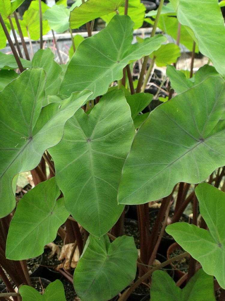 Colocasia esculenta