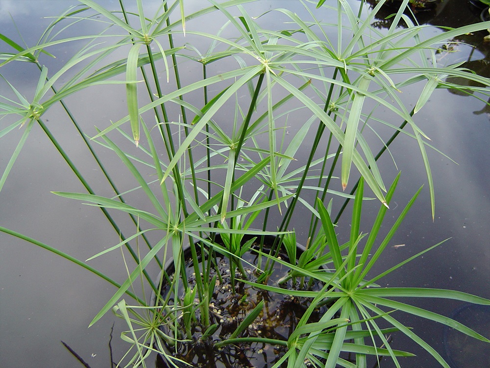 Cyperus alternifolius