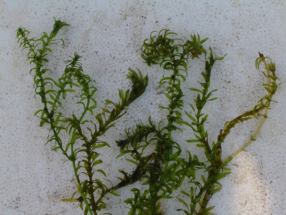 Egeria densa