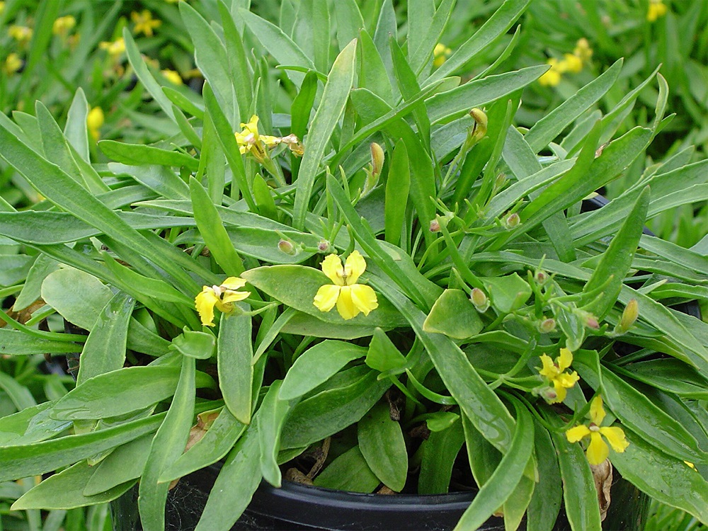Goodenia humilus