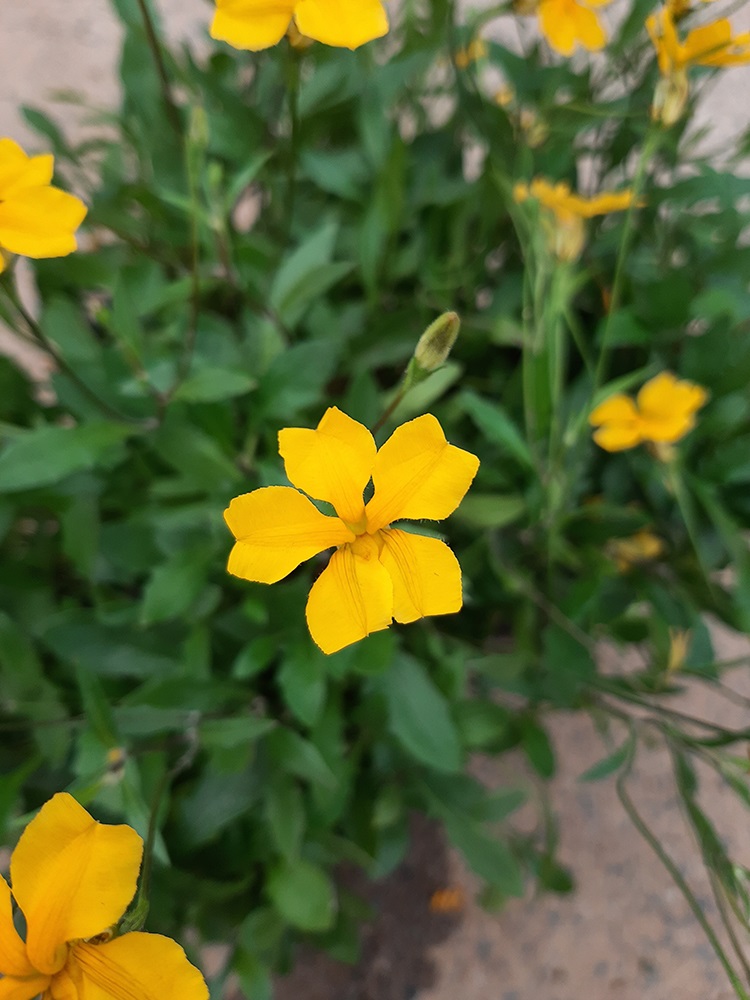 Goodenia lanata