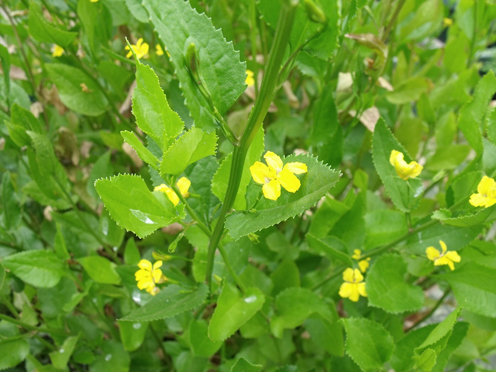 Goodenia ovata flowers