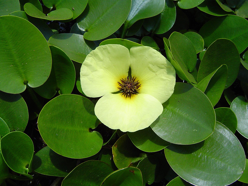 Hydrocleys-nymphoides