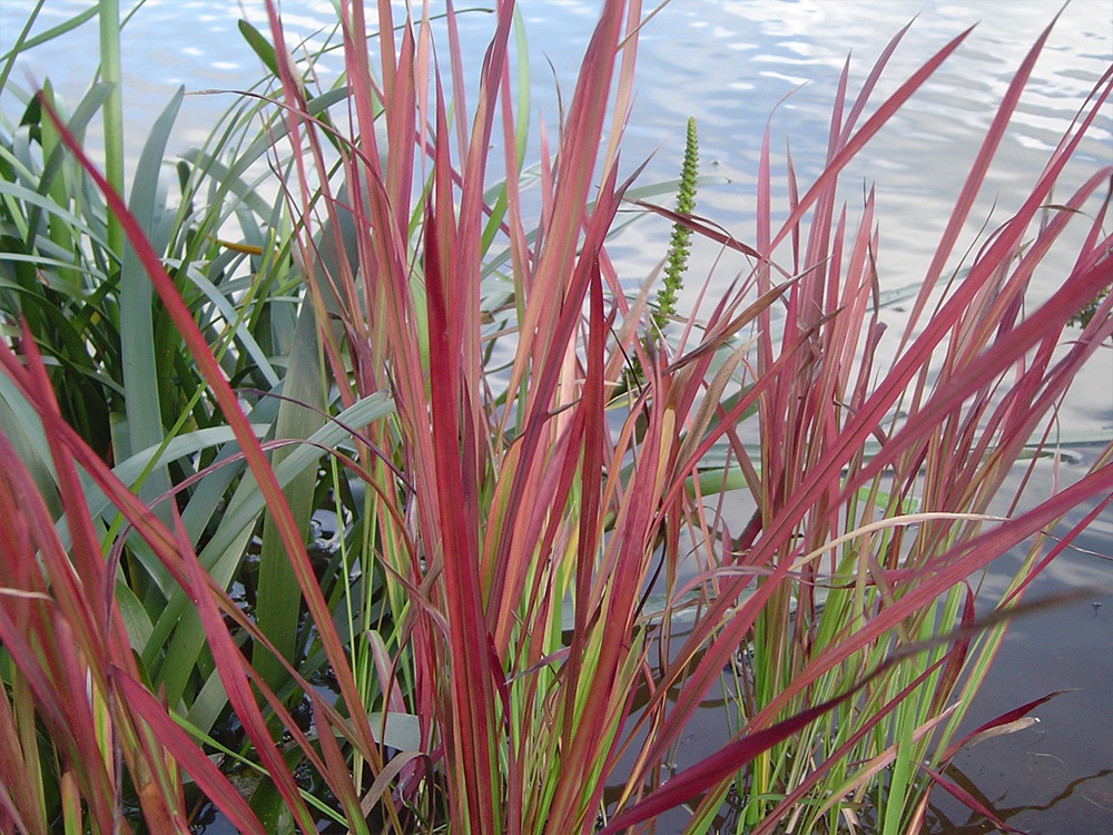 Imperata-cyclindrica-Rubra