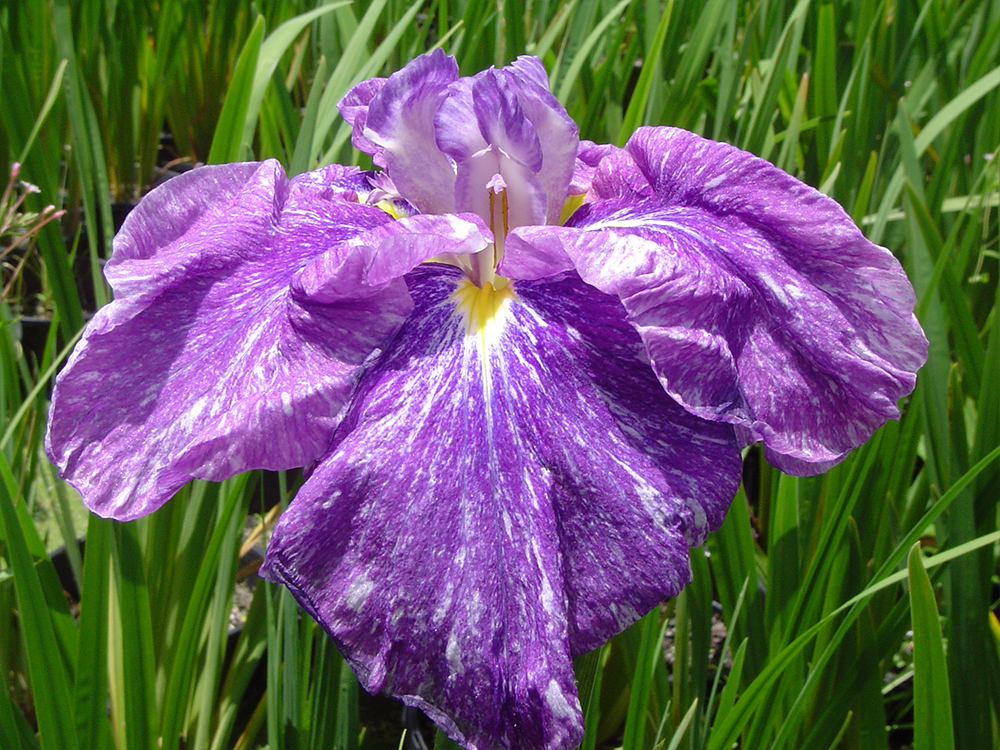Iris Ensata Diamond Night
