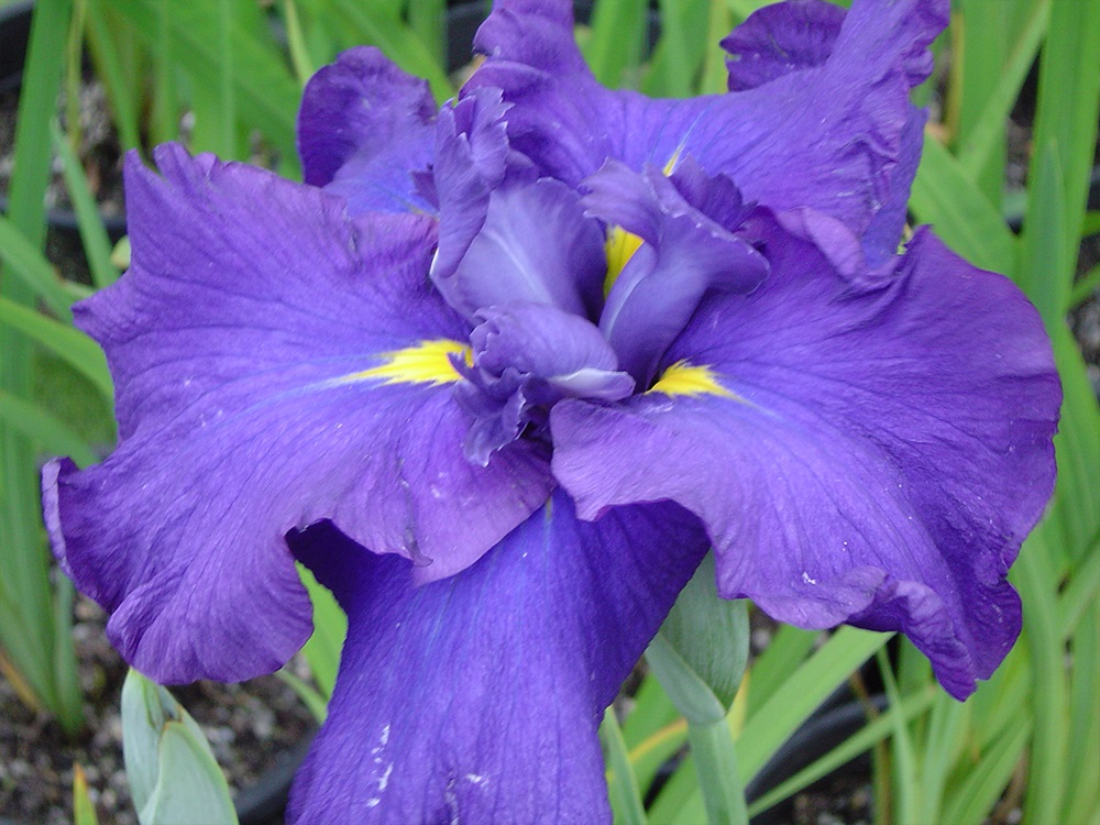 Iris Ensata Emperor