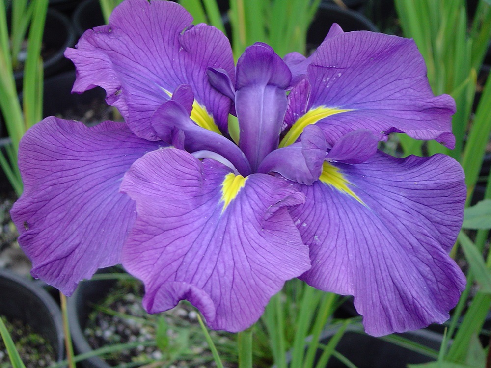 Iris Ensata Enchanted Lake
