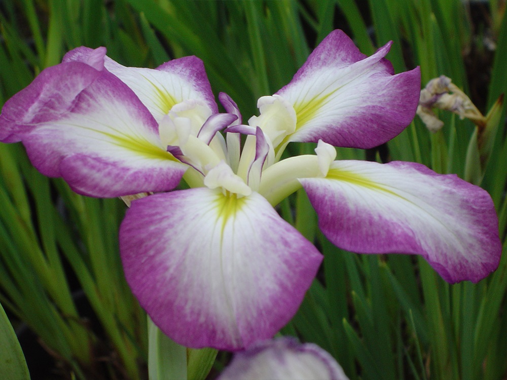 Iris Ensata Geisha Parasol