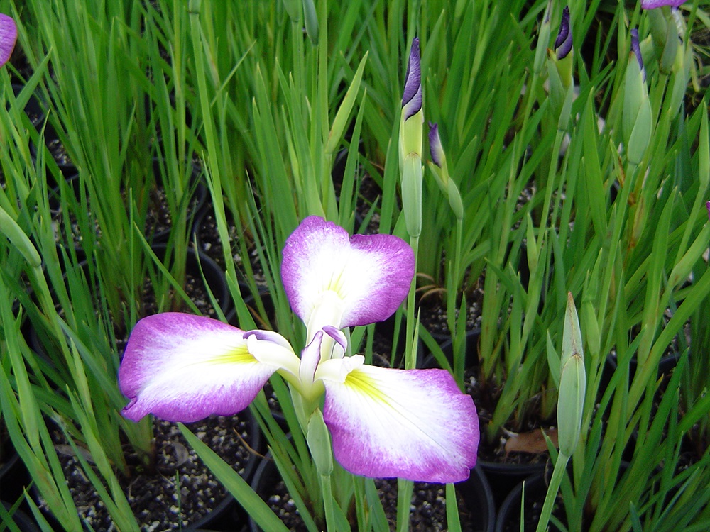 Iris Ensata Gosan No Takara