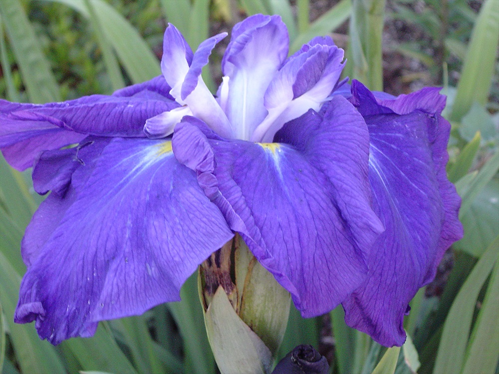 Iris Ensata Hekito