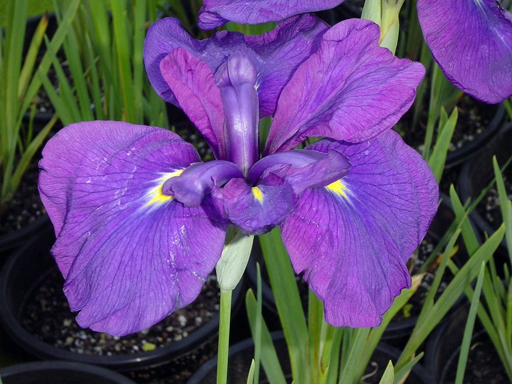 Iris Ensata Storm at Sea