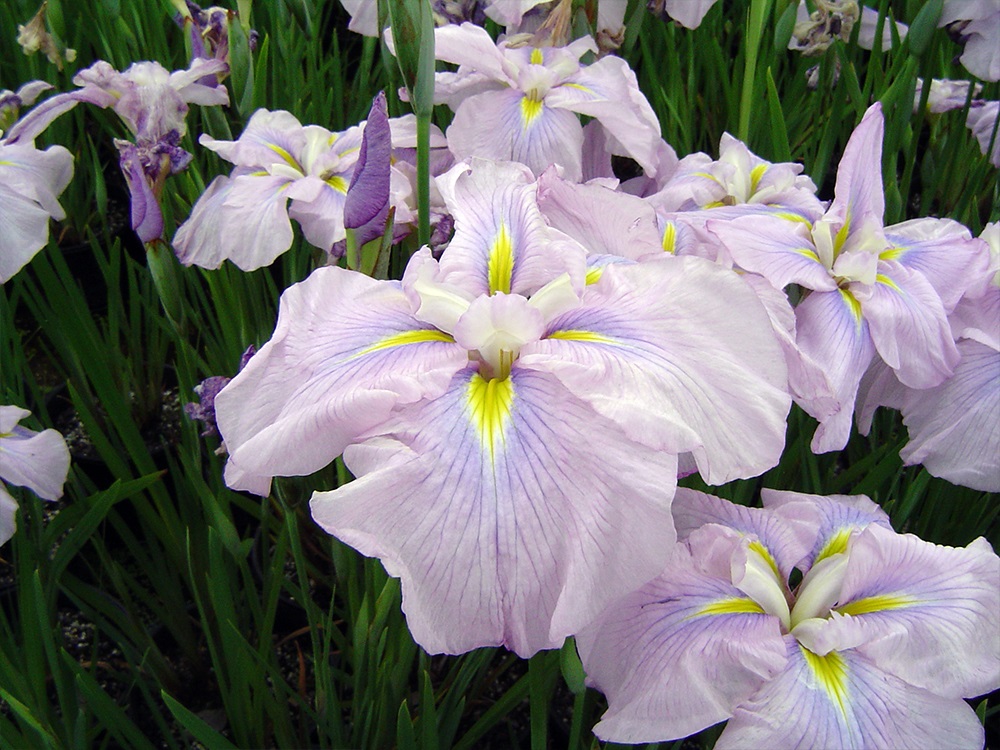 Iris Ensata Worlds Delight