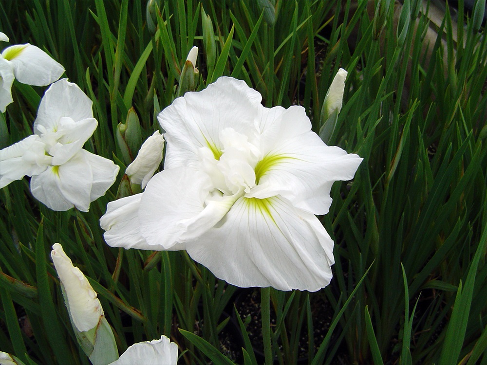Iris ensata Summer Snowflake