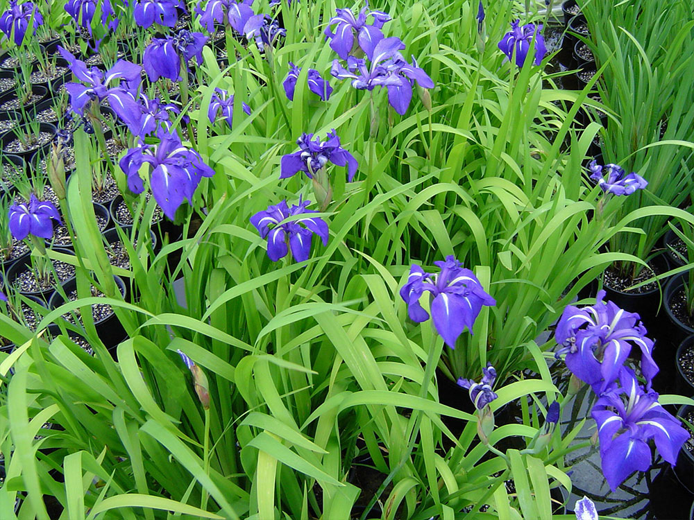 Iris-laevigata Royal-cartwheel