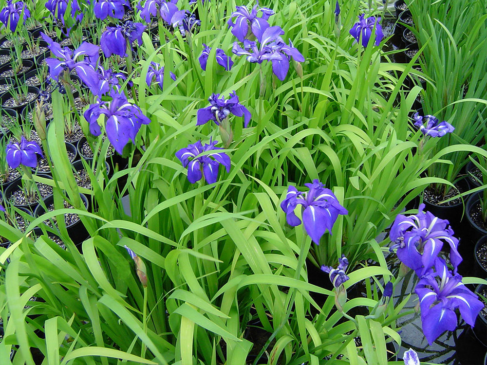 Iris laevigata Royal Cartwheel ozwatergardens