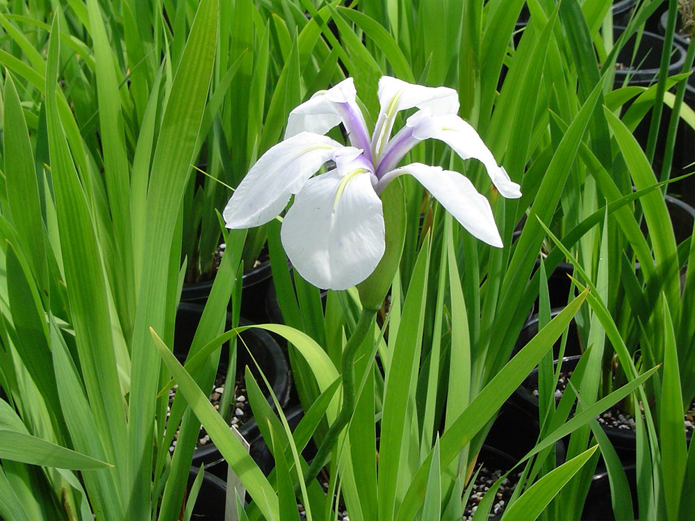 Iris-laevigata-Snowdrift