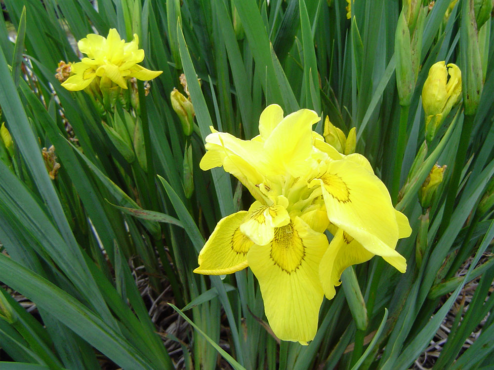 Iris-pseudacorus-flore-plene