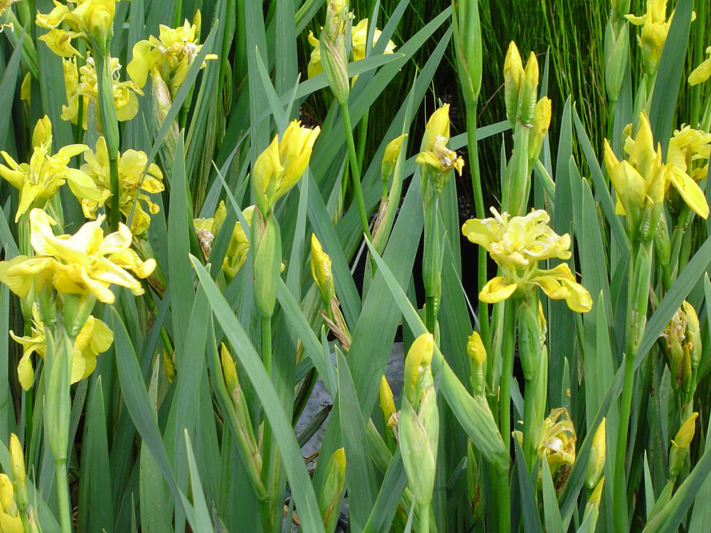 Iris-pseudacorus