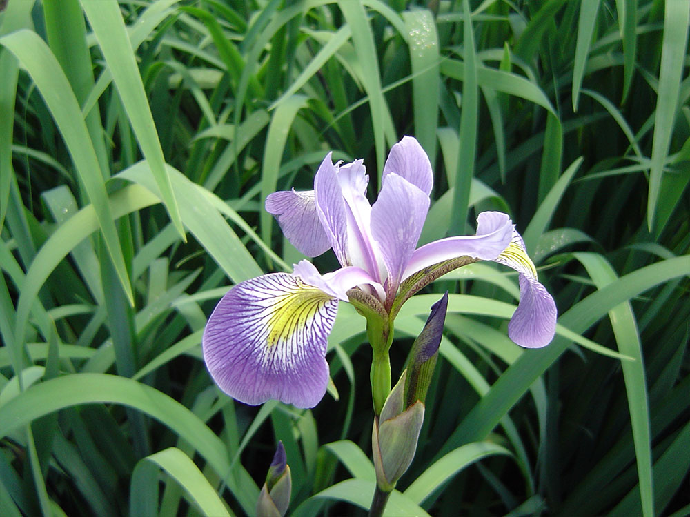 Iris-versicolor-Gerald-Darby