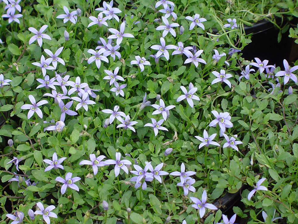 Isotoma-fluviatalis