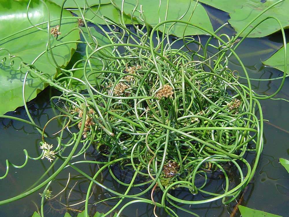 Juncus-decipiens-Curly-Wurly