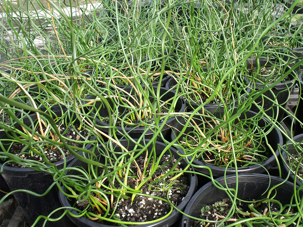 Juncus-effusus-Spiralis