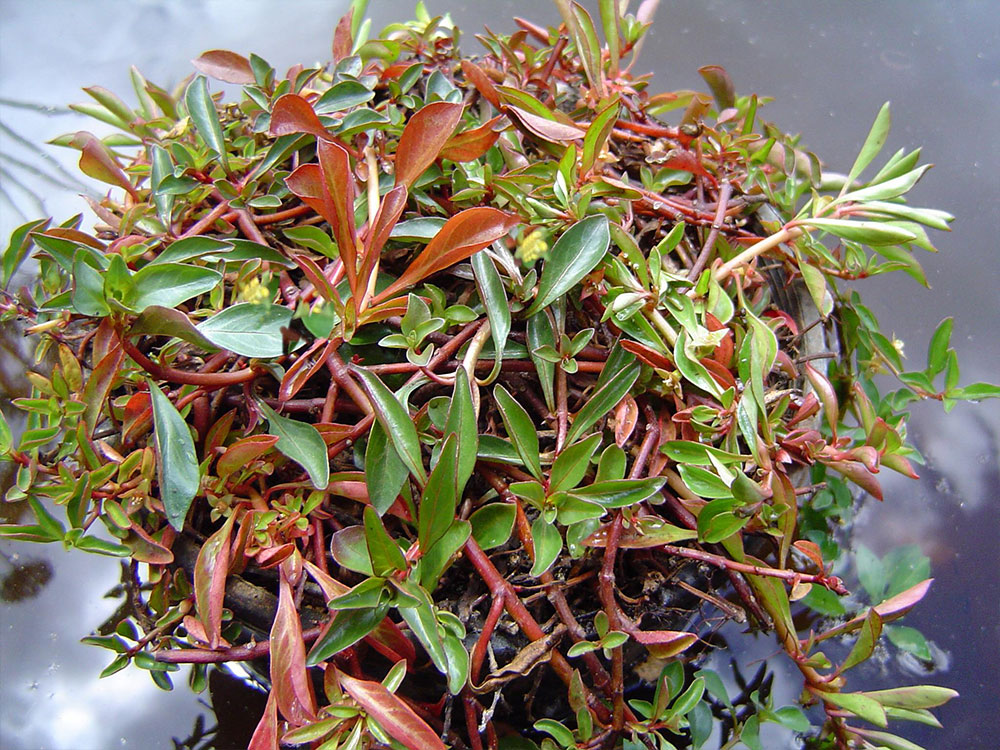 Ludwigia-palustris