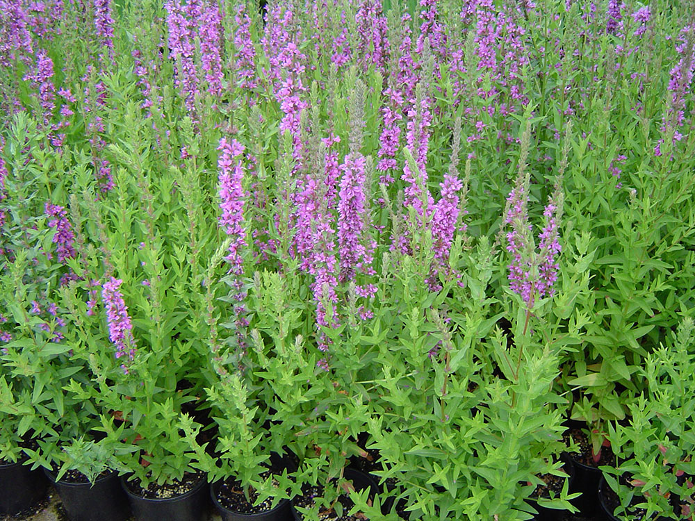 Lythrum-salicaria