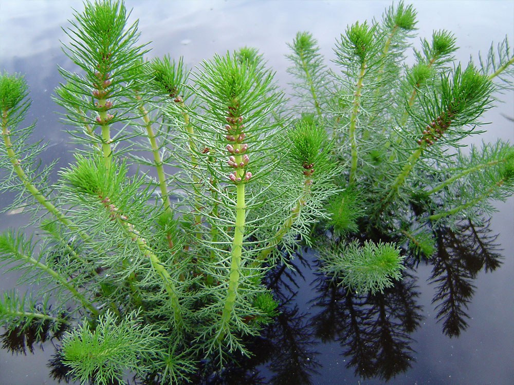 Myriophyllum crispatum