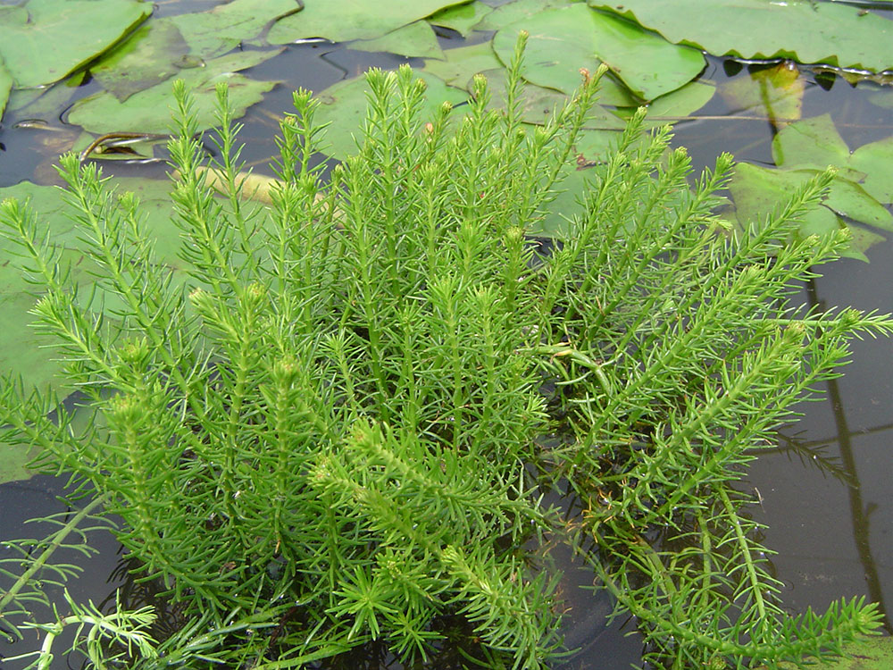 Myriophyllum papillosum