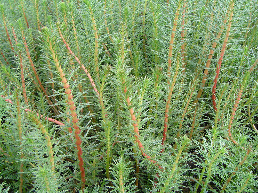Myriophyllum variifolium
