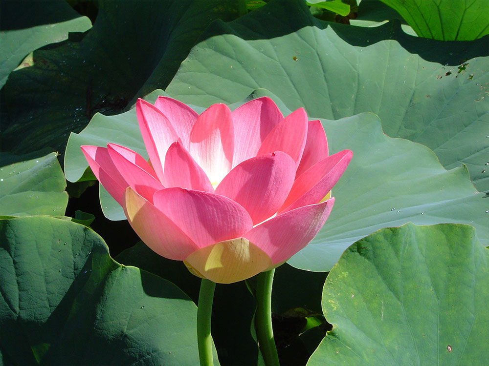 Nelumbo-nucifera-Cochranes-Baby-Pink