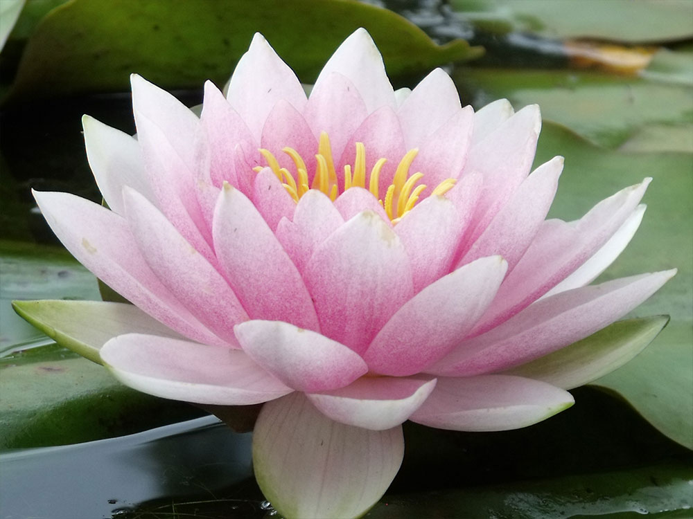 Nymphaea-Darwin-syn.-Hollandia
