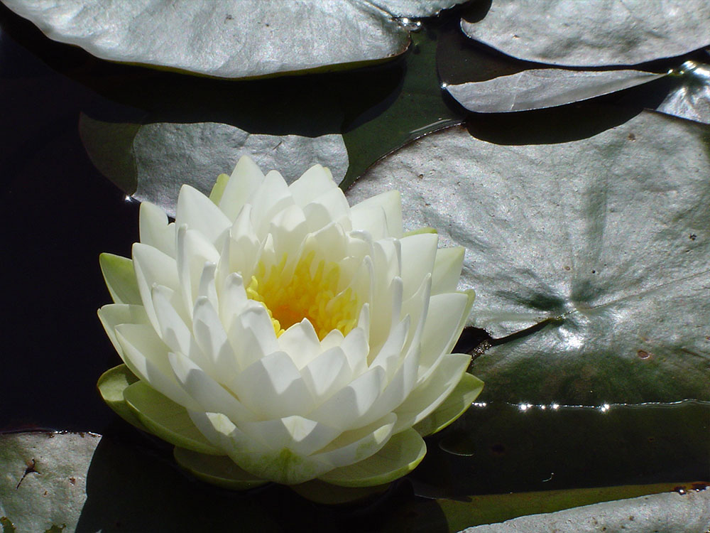 Nymphaea Gonnere