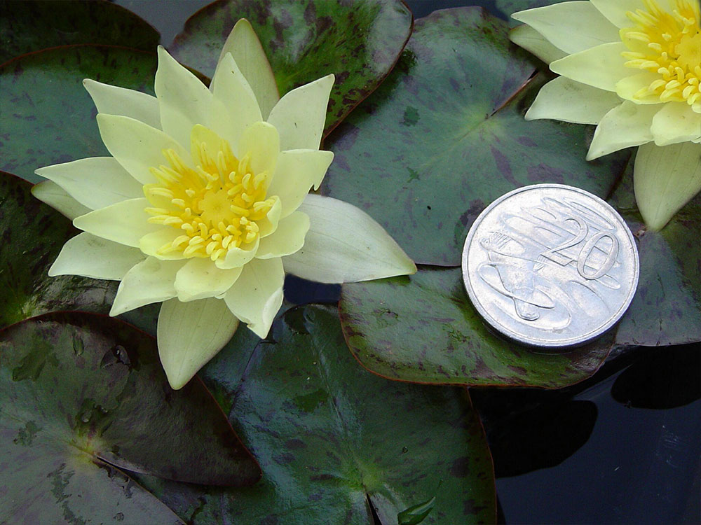 Nymphaea Helvola