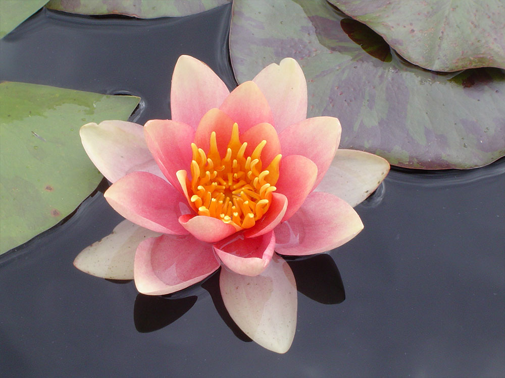 Nymphaea Indiana