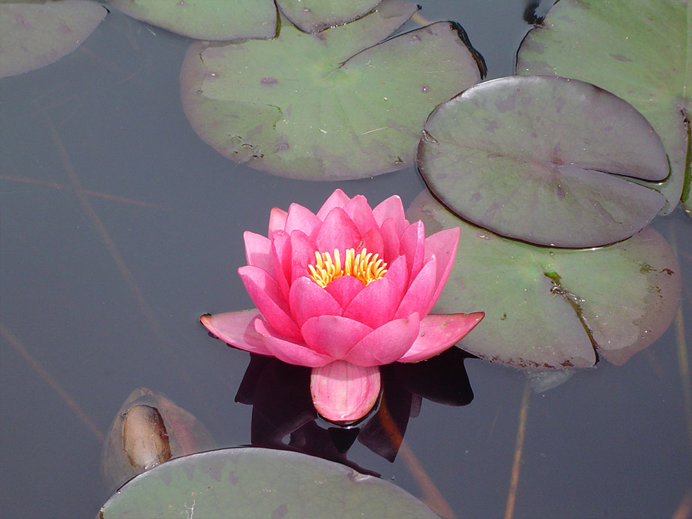 Nymphaea-James-Brydon